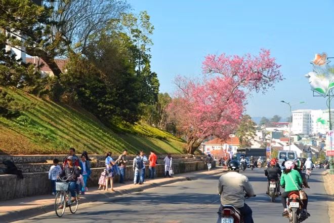 Mùa mai anh đào ở Đà Lạt