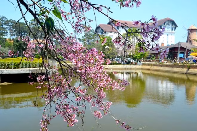 Đà Lạt mùa mai anh đào trở nên lãng mạn hơn.