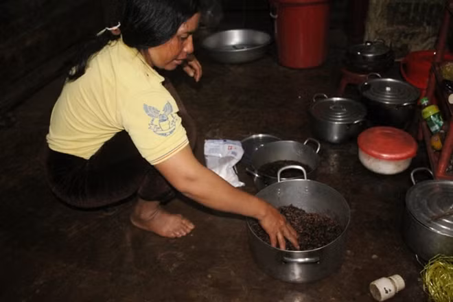 Những con mối béo núc phần lớn đã tự chút bỏ bộ cánh từ khi nào. Ka Nại, vợ KSen chuẩn bị sẳn một chậu nước sạch để rửa sạch mối.