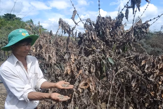 Hàng chục hecta cà phê đang vào thời kỳ được thu hoạch nay là thế này