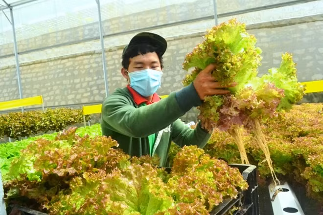 Rau thủy canh sau khi đem ra trồng trên giá thể được 25 ngày tuổi thì bắt đầu cho thu hoạch. Như vậy mỗi năm nông trại rau của anh Phan Tuấn Linh có thể trồng tới 13 vụ