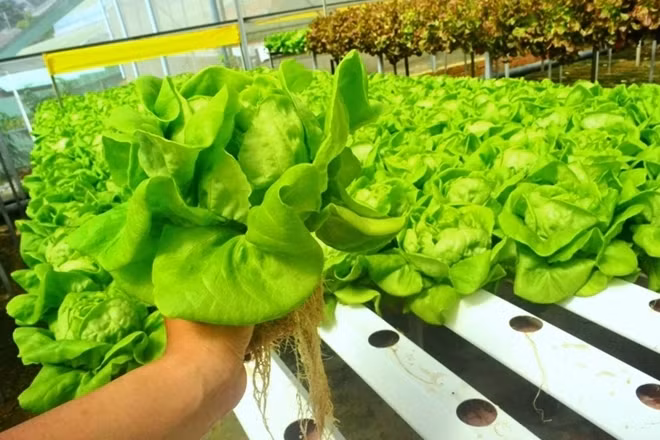 Chủ nông trại này cho biết, rau được trồng bằng phương pháp này hoàn toàn sạch nguồn bệnh, không dùng thuốc bảo vệ thực vật nên có thể hái ăn thử ngay tại vườn mà không cần rửa