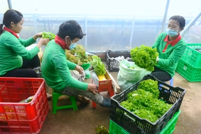 Anh Phan Tuấn Linh cho biết, so với lối canh tác ra theo cách truyền thống, trồng rau thủy canh tốn rất ít nhân công vì không phải làm cỏ, bón phân, phun thuốc...