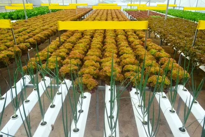 Trong vườn, trên những luống rau được chủ đặt thêm những cái bẫy côn trùng màu vàng để bắt các loại ruồi, muỗi, vật bay trên không lọt vào