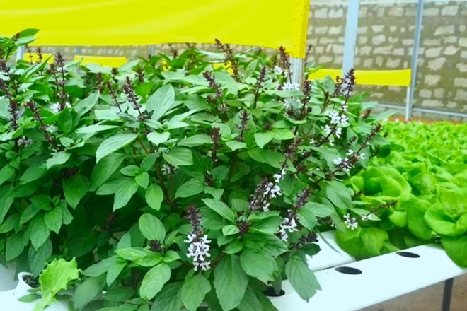 Loại thực phẩm sạch này được gia chủ bán với giá từ 35.000-45.000 đồng/kg. Gia đình anh Linh hiện đang nhập rau vào hệ thống các siêu thị, nhà hàng lớn tại Đà Lạt và TP HCM