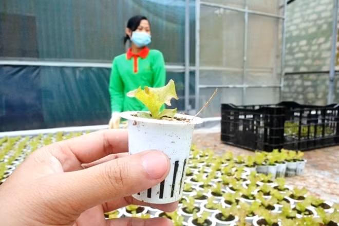 Để đảm bảo sự thành công trong việc sản xuất rau sạch theo hình thức thủy canh, anh Phan Tuấn Linh còn thuê một chuyên gia người Mỹ tới trực tiếp chỉ đạo việc lắt đặt các trang thiết bị, chuyển giao công nghệ, kỹ thuật...