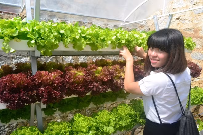 Nông trại này cũng đang mở cửa cho khách du lịch vào tham quan miễn phí