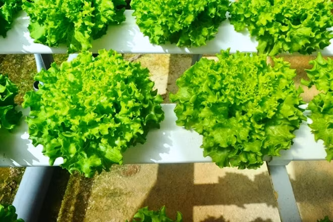 Nông trại thủy canh của gia đình anh Phan Tuấn Linh đang trồng 7 loại rau ăn sống. Tất cả đều phát triển rất nhanh, tươi xanh mơn mỡn.