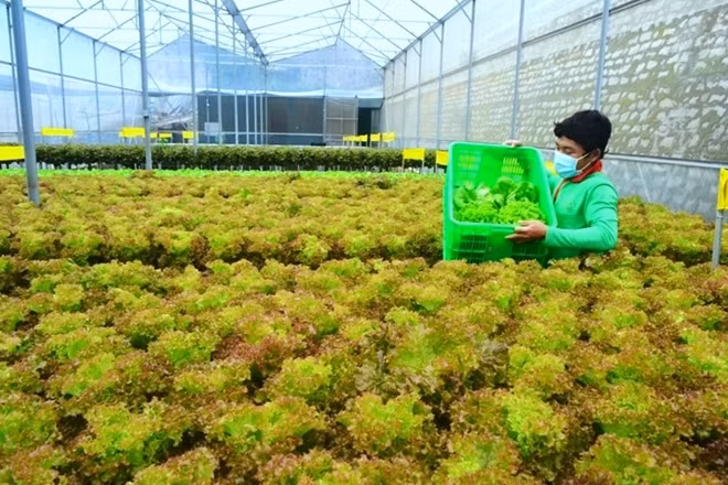 Với diện tích nhà kính rộng 8.000m2, hầu hết các trang thiết bị phục vụ trồng rau thủy canh đều được anh Phan Tuấn Linh nhập từ Thái Lan, gồm các máy móc, thanh giá thể, ống dẫn nước các loại, hạt giống, phân...