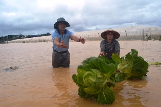 Gia chủ đau đớn nhìn những vựa rau đang vào thời kỳ thu hoạch chìm trong nước