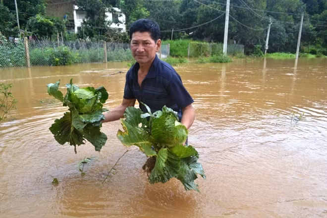 Hàng nghìn hecta hoa màu chìm sâu trong nước.