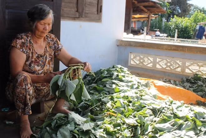 Cụ Lô Thị Héo hái lá gai về bán