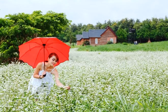 Cánh đồng hoa ấy chỉ cách Trung tâm TP Đà Lạt khoảng 30km về phía Nam theo hướng QL20 về huyện Đức Trọng.