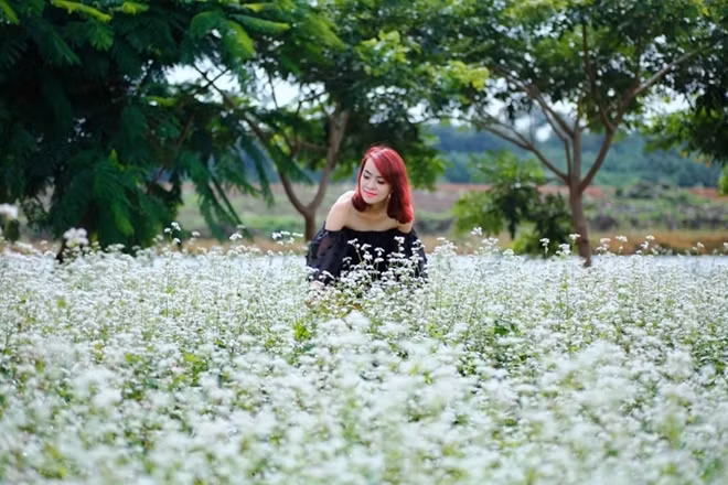 Ngay giữa mùa này trên cao nguyên Lâm Đồng loài hoa ấy đã bung nở làm xốn xang lòng người.