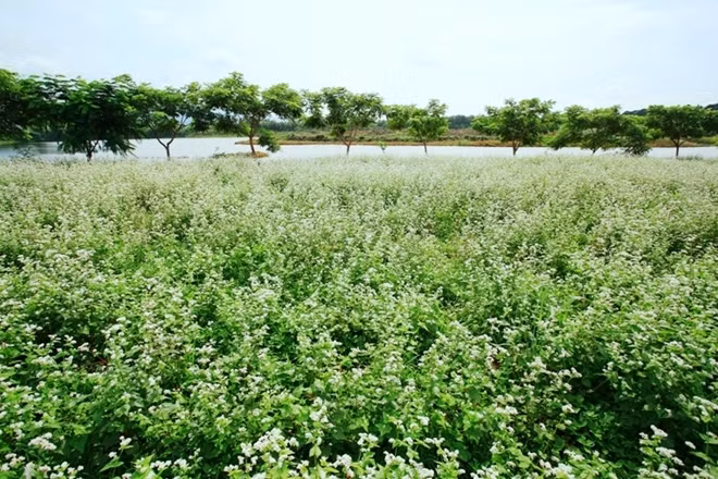 Thật bất ngờ, đây là lần đầu tiên trên cao nguyên Lâm Đồng xuất hiện một cánh đồng hoa tam giác mạch rộng tới hàng hecta, chạy dài tới 2km đang vào mùa “chín” rộ, đẹp đến mê hồn.