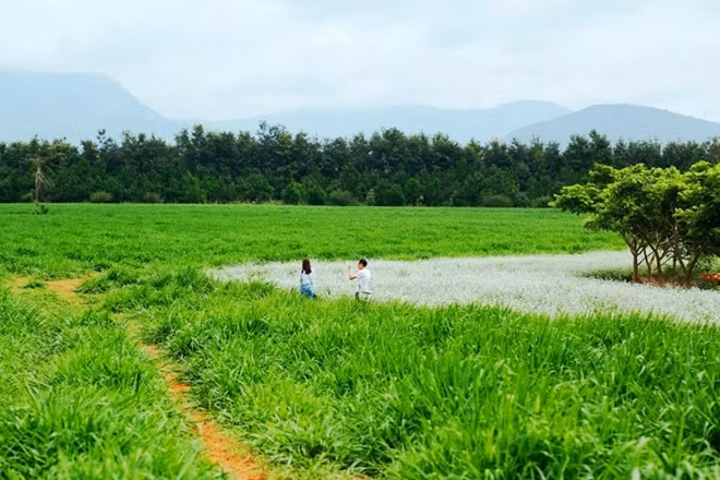 Dự kiến, khi hoàn tất hoa tam giác mạch ở đây sẽ rộng tới cả chục hecta, chạy dài nhiều kilomet trên một thảo nguyên mênh mông.