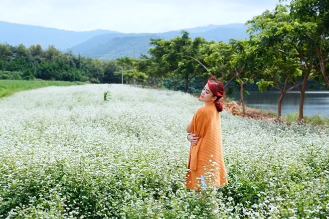 Theo nhân viên bảo vệ của Công ty Cổ phẩn Thực phẩm sữa TH True milk, ruộng hoa tam giác mạch này do công ty gieo trồng thử nghiệm được hơn một tháng qua.