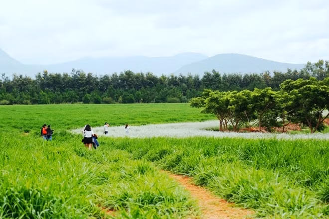 Hoa tam giác mạch nằm trong khuôn viên của nông trại bò sữa của Công ty Cổ phần Thực phẩm sữa TH True milk (xã Tu Tra, huyện Đơn Dương, Lâm Đồng).