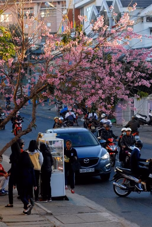 Dưới gốc mai anh đào mùa cuối năm