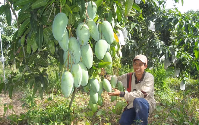 Nhiều loại nông sản trên địa bàn tỉnh An Giang đang vào mùa thu hoạch.