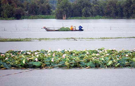 Nhịp sống yên bình bên những đồng hoa.