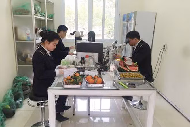 Lấy mẫu kiểm dịch hoa quả nhập khẩu tại cửa khẩu Tân Thanh.