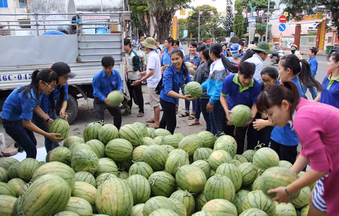 Tham gia “giải cứu” dưa hấu. (Ảnh minh họa)