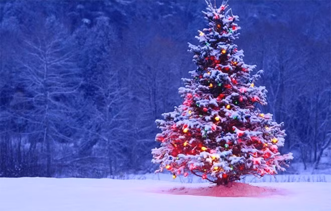 Cây thông Noel- biểu tượng cho sự sinh sôi, vượt qua nghịch cảnh.