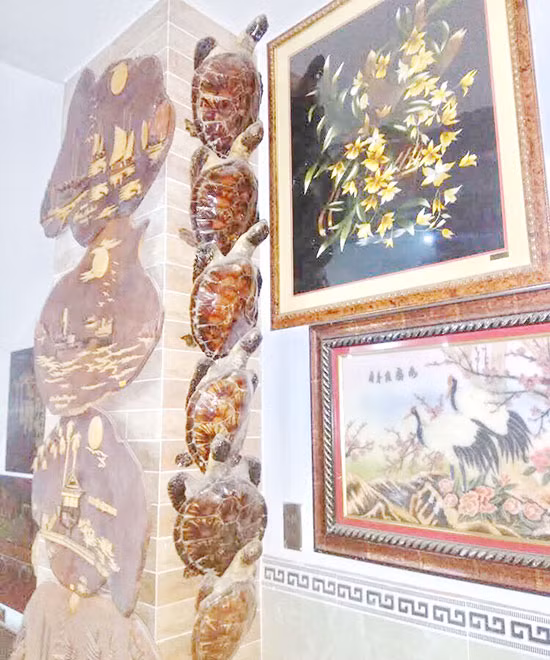Tiêu bản rùa biển trưng bày tại cửa hàng đã bị tạm giữ.