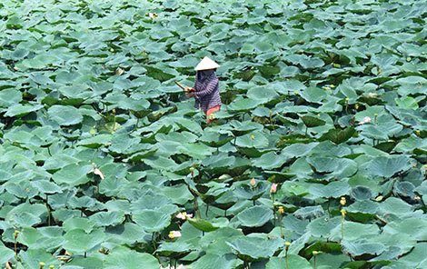 Đồng hoa sen ở Tuyên Bình.