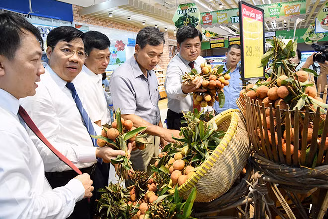 Qua hệ thống siêu thị, vải thiều Bắc Giang, Hải Dương đã đến tay NTD nhiều nước trên thế giới.