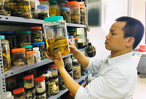 TS. Nguyễn Thiên Tạo, Trưởng phòng Bảo tồn thiên nhiên (Bảo tàng Thiên nhiên Việt Nam) là chuyên gia hàng đầu nghiên cứu về rắn độc ở Việt Nam.