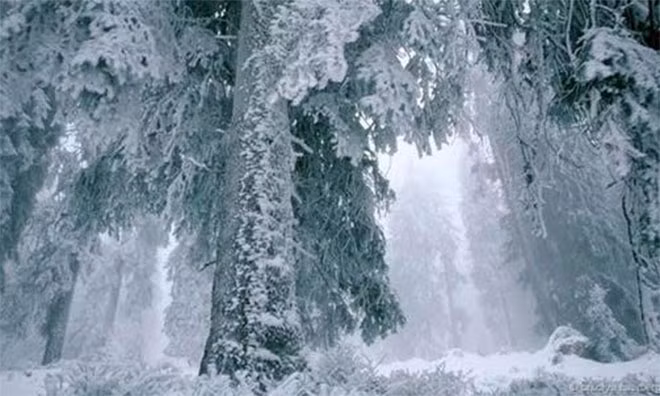 Cây thông Noel có sức chịu lạnh khủng khiếp nhờ các mô có thể trở thành “thủy tinh”.