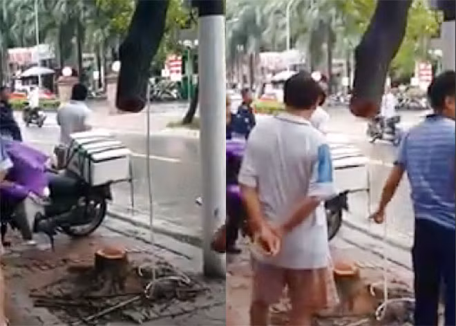 Hiện trường nơi cây sưa bị chặt.