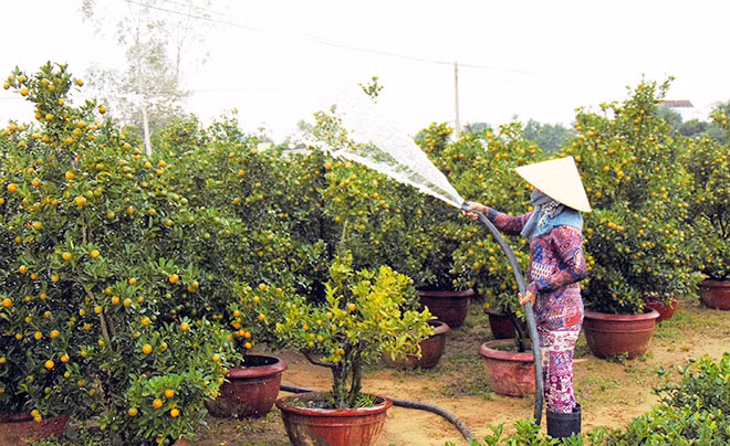 Nông dân Thanh Hà chăm sóc quất cảnh chờ ngày xuất bán.