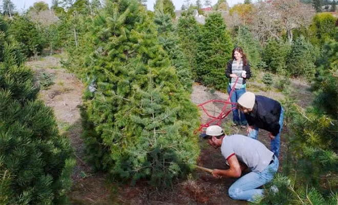 Chăm sóc cây thông Noel ở Mỹ.