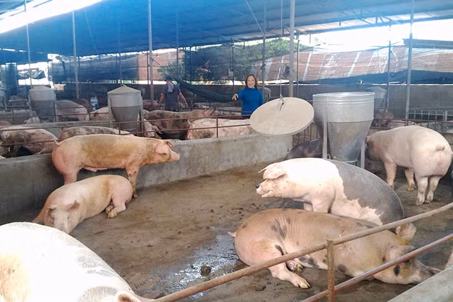 Giá thịt cao, nhưng các nhà quản lý khuyến cáo người nuôi thận trọng với việc tăng đàn.