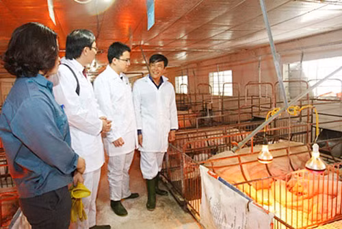 Trang trại chăn nuôi lợn của HTX Minh Lộc (Cẩm Xuyên- Hà Tĩnh) được Agribank gia hạn thời gian trả nợ, đồng hành vượt qua giai đoạn khó khăn.