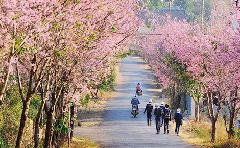 Mai anh đào ở Trại Mát. Mai anh đào ở Trại Mát.