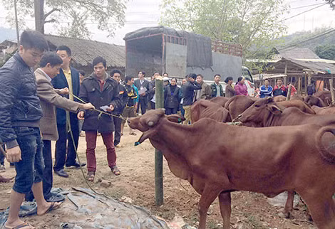 Mong rằng ngay cả việc cung cấp "cần câu" sẽ được triển khai một cách hợp lý với mỗi một đối tượng "đi câu" khác nhau, thuộc từng vùng miền, từng hộ gia đình khác nhau.
