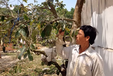 Một cây mãng cầu xiêm bị người dân vặt lá bán cho thương lái.
