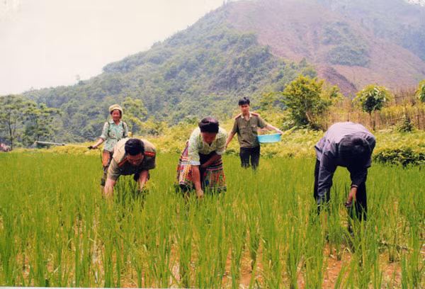 Cán bộ Công an xuống bản giúp dân cấy lúa – một hình ảnh đẹp ngày thường ở vùng cao. Cán bộ Công an xuống bản giúp dân cấy lúa – một hình ảnh đẹp ngày thường ở vùng cao.