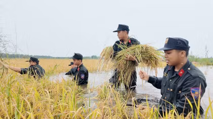 Cảnh sát cơ động dầm mình trong lũ cứu lúa giúp dân