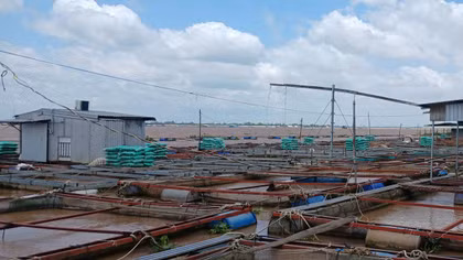 Khẩn trương tìm kiếm hai cha con bị điện giật mất tích dưới sông