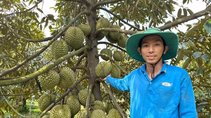Tìm "phác đồ giải độc" cho sầu riêng 