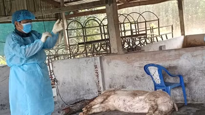 Vĩnh Long: Hàng chục con lợn chết nghi mắc dịch tả lợn châu Phi
