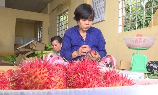 Chôm chôm Vĩnh Long tăng giá trở lại cuối vụ năm 2020