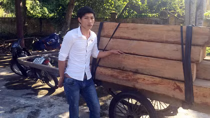 Dùng xe máy kéo xe bò gỗ lậu thì gặp Công an