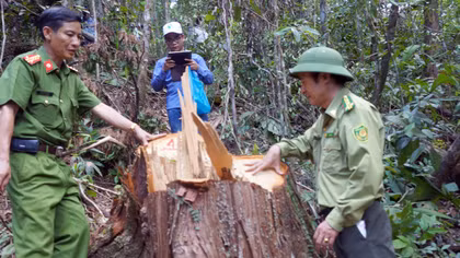Hiện trường tan hoang rừng pơ mu trăm tuổi bị lâm tặc băm nát
