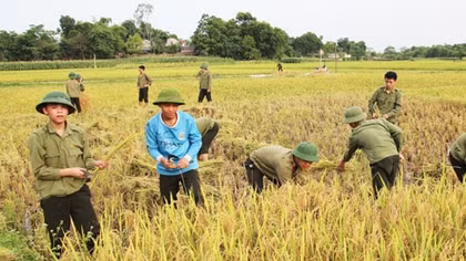 200 đoàn viên Công an xuống đồng gặt lúa giúp dân